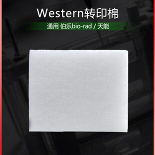 Western转印棉湿转转印海绵垫海绵衬垫多孔垫通用伯乐1703933天能