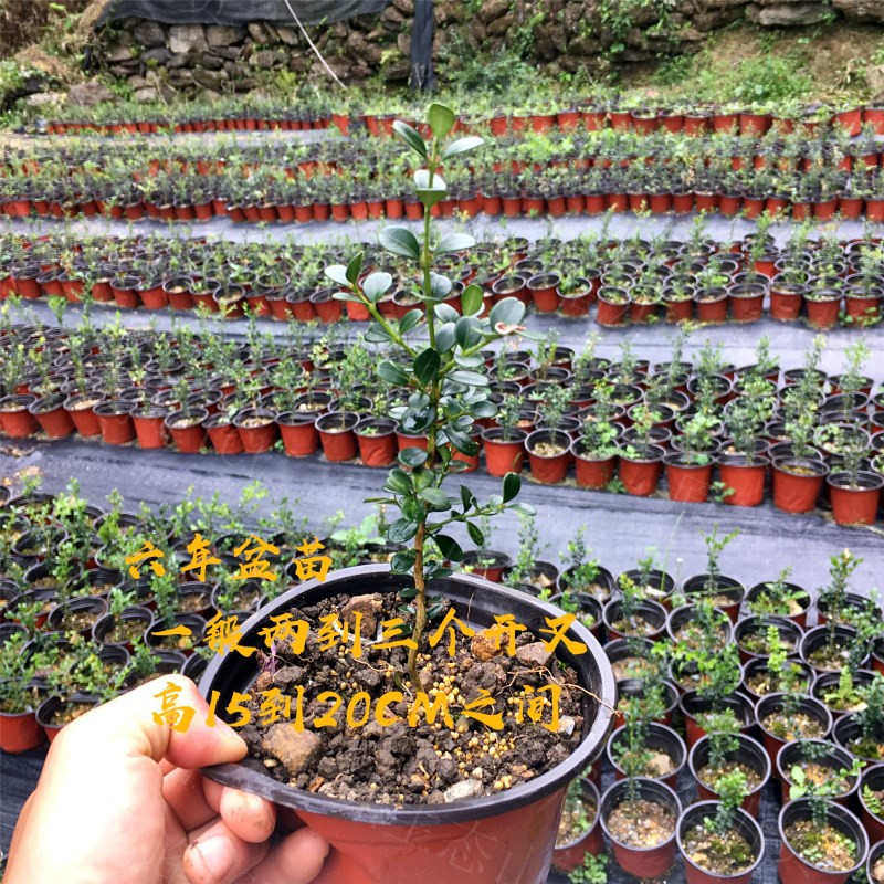 趣味阳台珠黄 珍珠植培育播绿湖北珍,杨子黄杨盆景直销/19苗基地