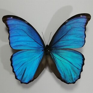 蓝闪蝶欢乐女神兴族闪蝶未展翅原蝶蝴蝶标本