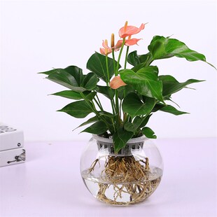 水培红掌粉掌玻璃花瓶室内观花绿植盆栽常绿土培一帆风顺会议桌面