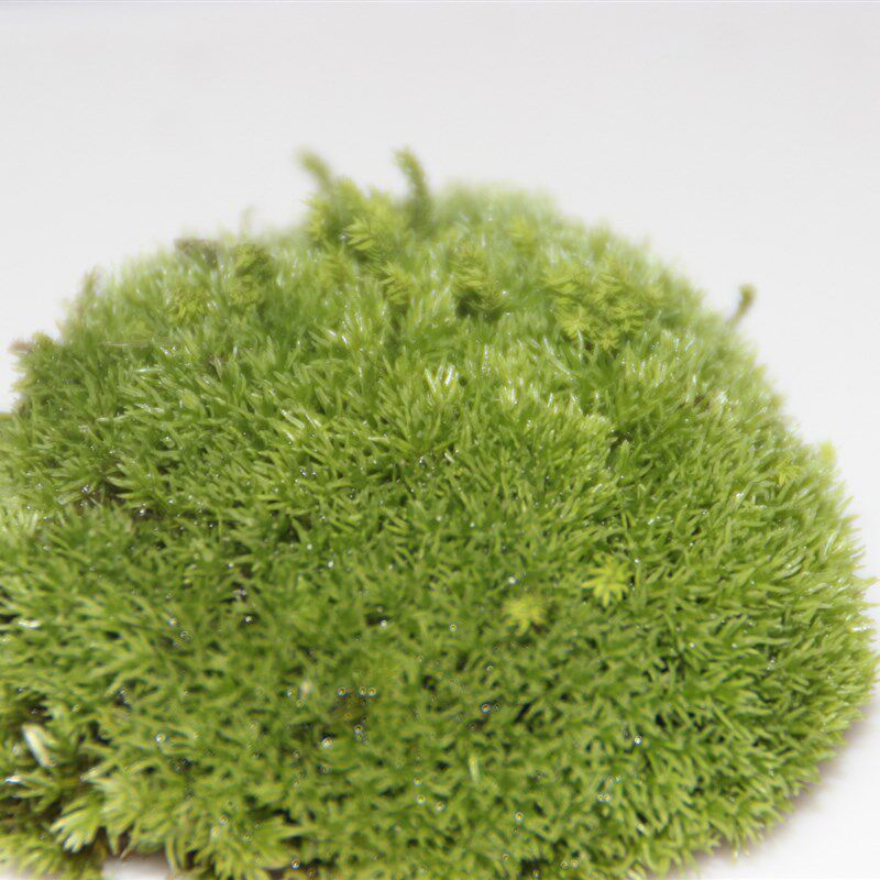 新鲜白发藓 多肉微景观DIY搭配摆件 1平方 苔藓S青苔盆景植物绿植