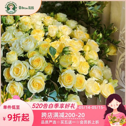 雷叔家黄鹂鸟灌木月季花苗带盆栽好四季开花暖P黄色阳台庭院观赏