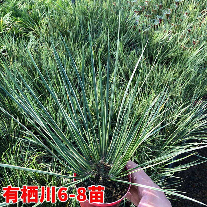 【八个品种】f微型盆景金钱菖蒲虎须水培随手香水陆缸盆栽绿植兰