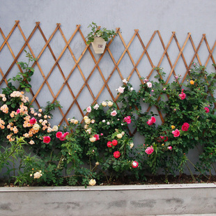壁挂式网格花架实j木折叠爬藤防腐木栅栏隔断植物架攀爬伸缩木拉