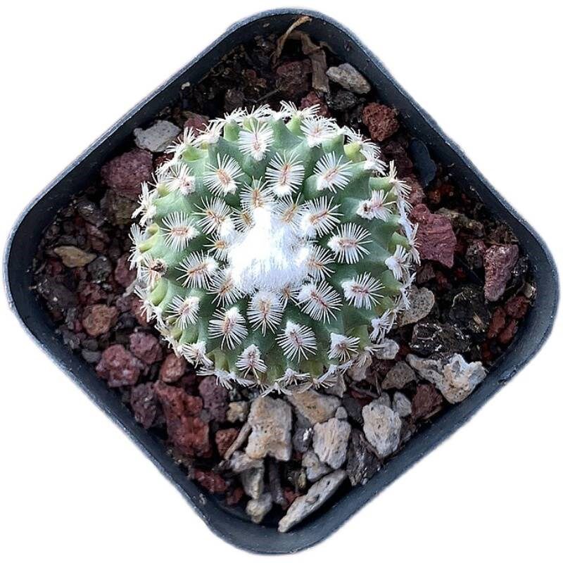 雪顶海胆仙人球自m根多肉植物开花娇丽属仙人掌类小盆栽稀有品种