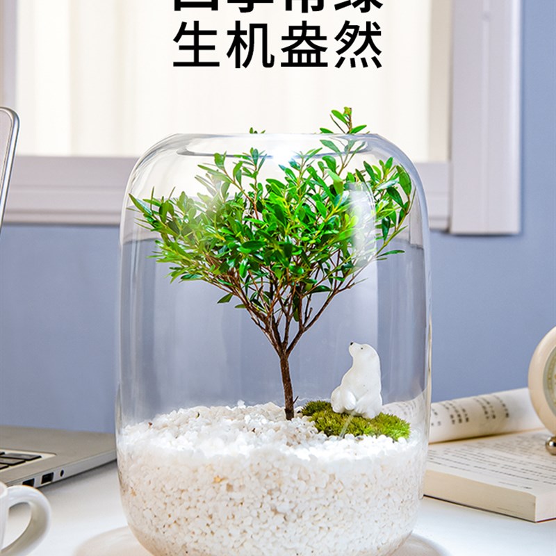 【生命之树】创j意微景观桌面苔藓成品礼物盆景好养绿植生态瓶盆