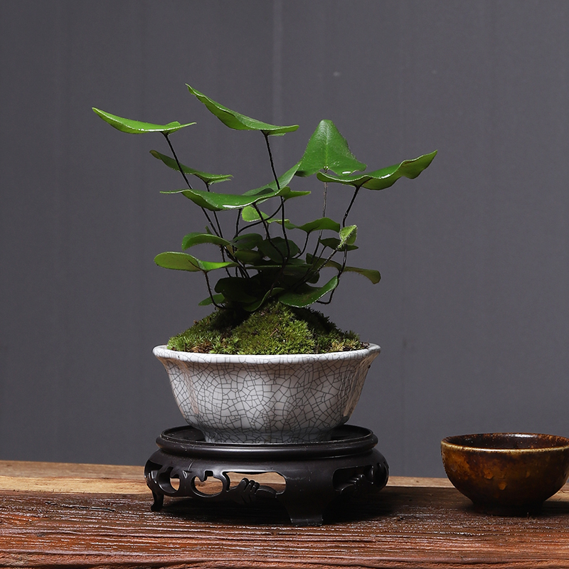 心愿蕨绿植室内盆栽好养线蕨水培植物F客厅办公室茶桌小盆景铁耐