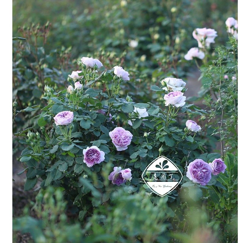 河本根接中苗 蓝月石新娘乐柏砂糖法式布盒刺绣 老X园丁庭院盆栽,鲜花速递/花卉仿真/绿植园艺,月季/蔷薇/玫瑰,淘宝优惠券,粉丝福利购,淘宝优惠卷