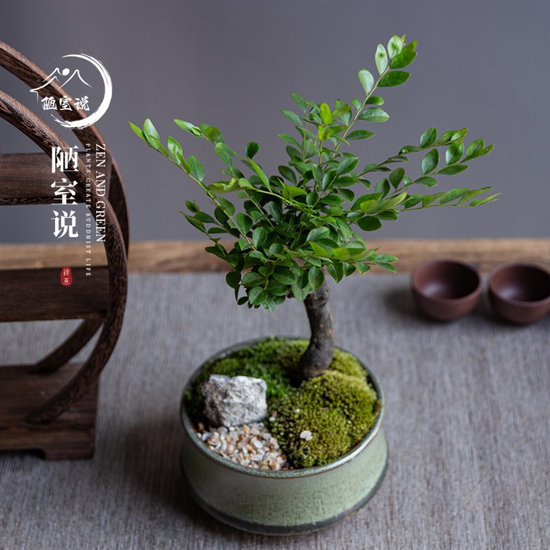 陋室说 小叶紫檀盆栽室内花卉造型景H观盆景植物桌面茶几绿植老