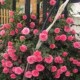 特大花爬藤植物四季 蔷薇花苗藤本月季 套餐 开花 1米5高e大苗