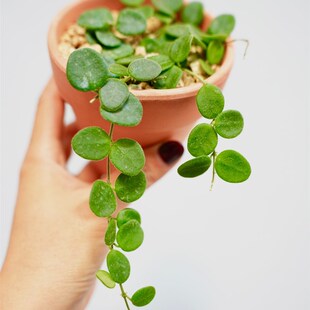 原种匍匐 原始匍匐球兰阳台室I内 迷你 盆栽垂吊植物