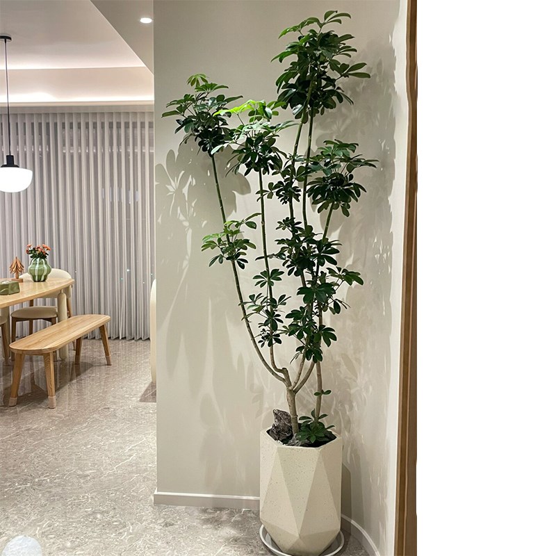 鸭脚木盆栽大型绿植n客厅办公室内鸭掌木盆景植物四季好养活吸甲