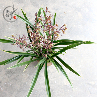 长崎大勋金边墨兰兰花苗报岁兰z阳台庭院观花植物美观环境盆栽花