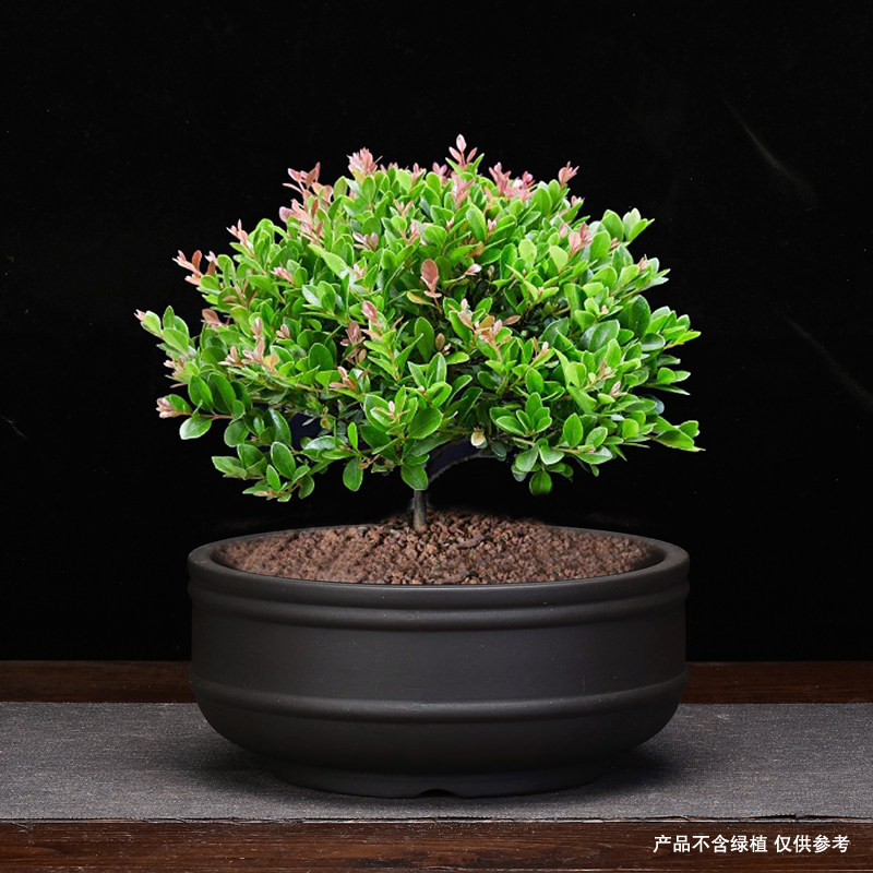 紫砂花盆透气圆形k桌面绿植花卉兰草多肉植物菖蒲盆景小叶紫檀包,鲜花速递/花卉仿真/绿植园艺,花盆,淘宝优惠券,粉丝福利购,淘宝优惠卷