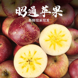 云南昭通苹果甜脆丑苹果新鲜水果