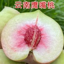 云南鷹嘴桃3 5斤新鮮水果桃子紅河蒙自產(chǎn)地