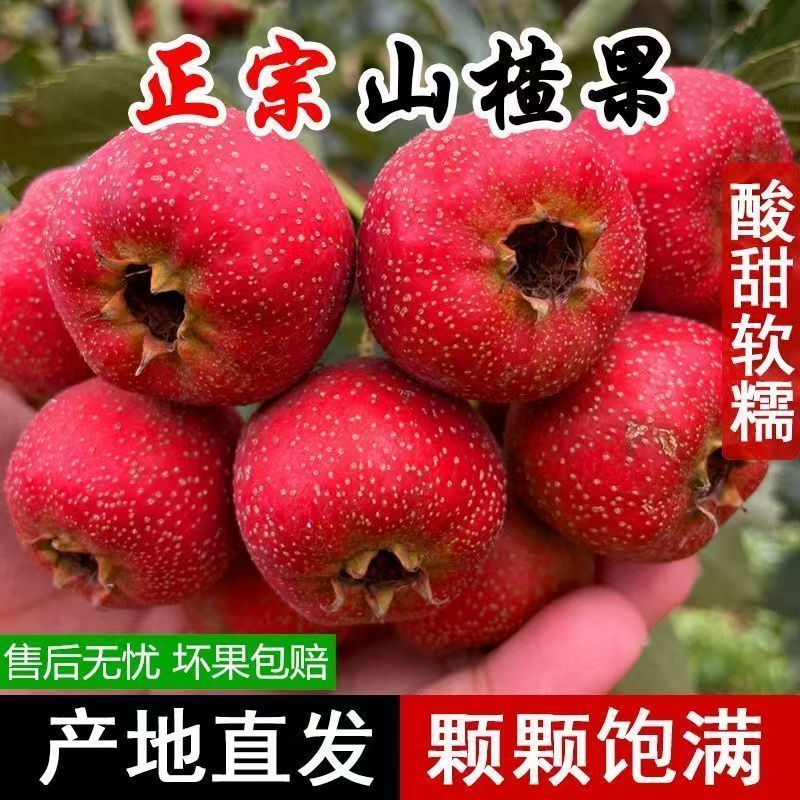 新鲜山楂糖葫芦新鲜现摘现发水果农家自种山楂鲜果纯天然整箱包邮