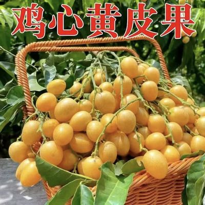【顺丰包邮】鸡心黄皮果新鲜现摘无籽黄皮孕妇酸水果开胃应季水果