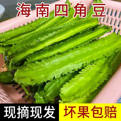 海南三亚四角豆现摘蔬菜