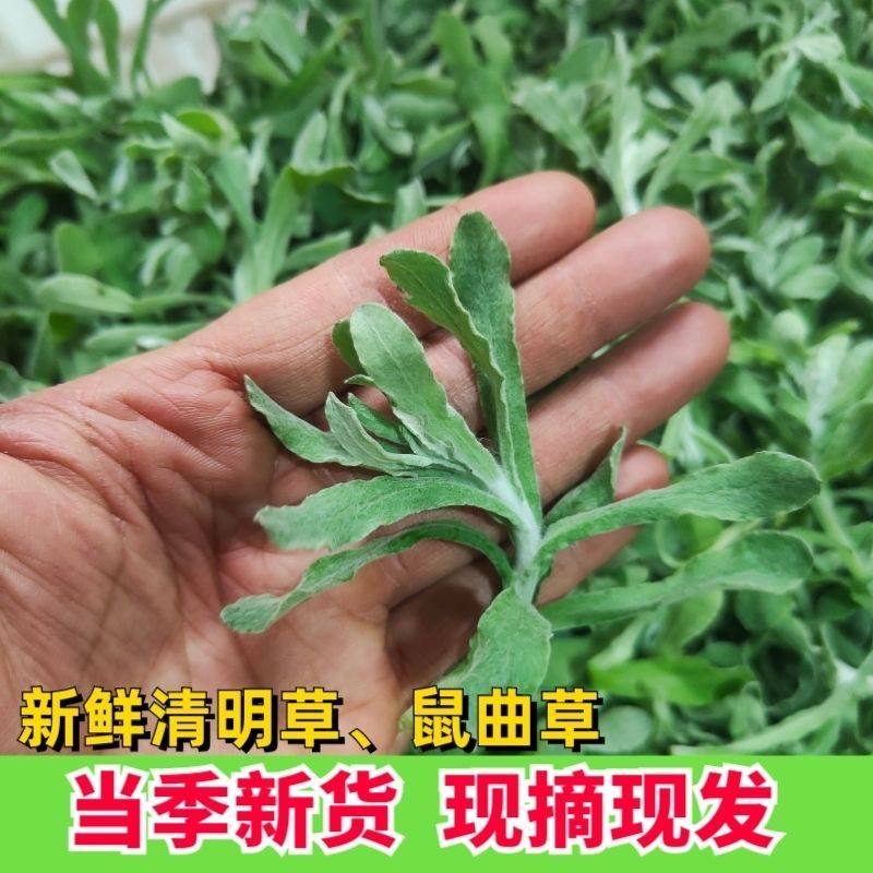 农家清明草新鲜鼠曲草现摘野生清明菜做清明草粑粑材料做清明团,水产肉类/新鲜蔬果/熟食,其它,淘宝优惠券,粉丝福利购,淘宝优惠卷