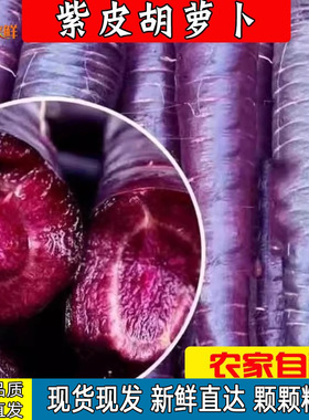 现货紫色紫玉水果胡萝卜新鲜蔬菜当季生吃花青素紫皮拇指胡萝卜