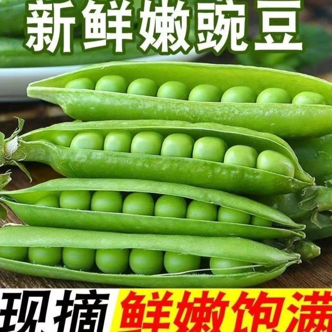 高山新鲜带壳甜豌豆香甜软糯现摘现发优质蔬菜甜碗豆豌豆新鲜带壳