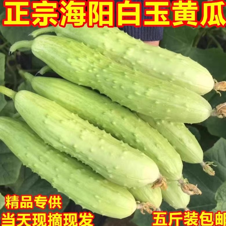 海阳白玉黄瓜现摘现发