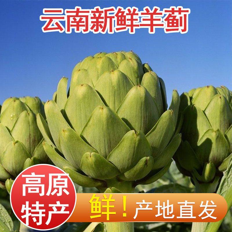 云南特产洋蓟新鲜朝鲜蓟农家当季蔬菜可食用大果法国百合食用蔬菜