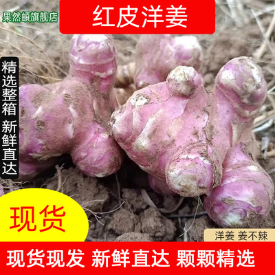 红皮洋生姜菊芋甜姜鬼子姜不辣农家腌制酱菜泡菜胰岛果灵新鲜现挖
