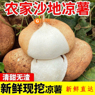 现货凉薯新鲜现挖白心地瓜沙葛水果蔬菜农家番薯即食脆甜整箱 包邮