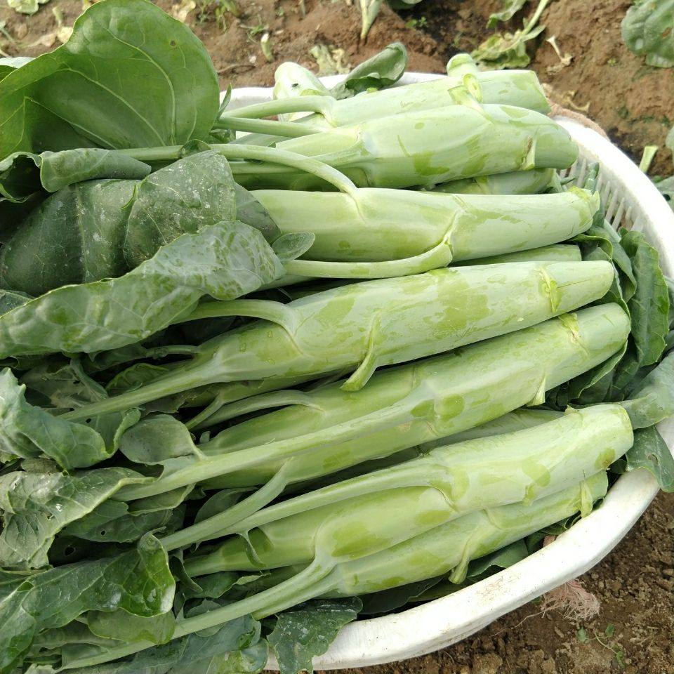 广东芥兰鸡腿大芥蓝新鲜应季时令蔬菜农家自种现摘绿色青菜下饭菜