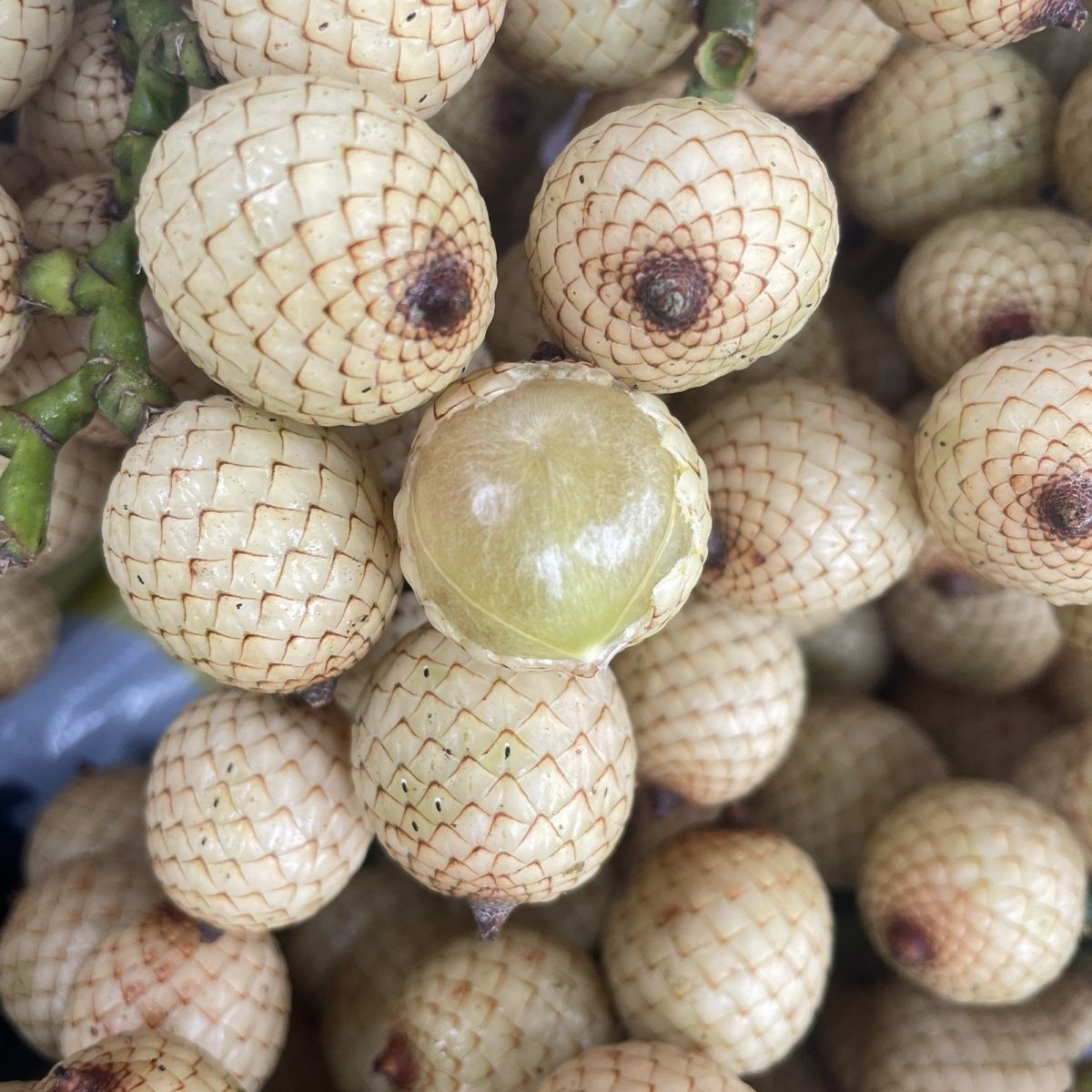 藤蔑果新鲜蛇皮果网红白皮果超酸孕妇水果酸果白皮果童年味道