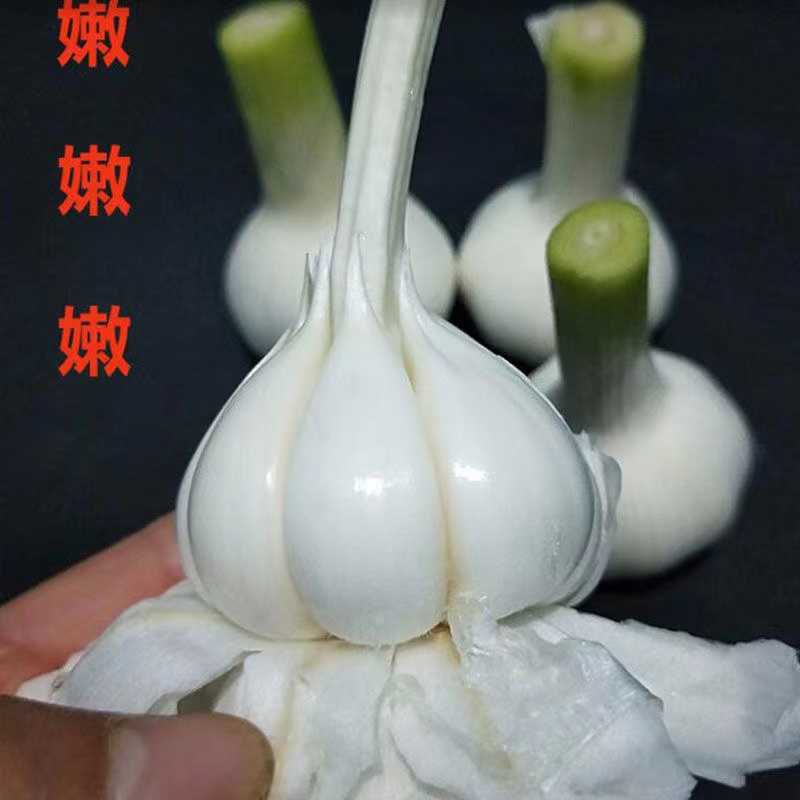 2024大蒜古来鲜湿蒜新鲜