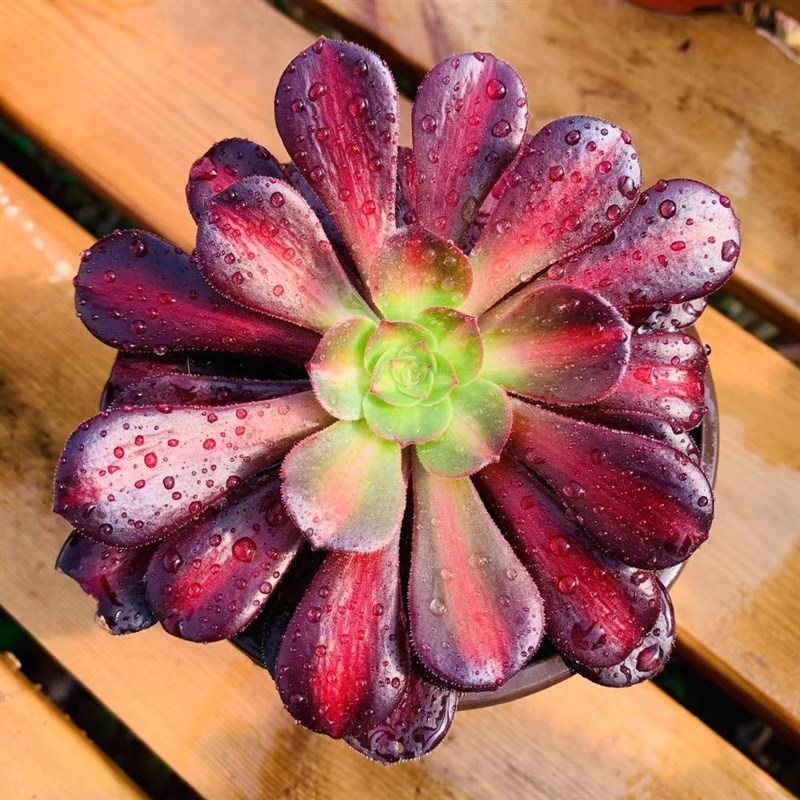 速发花纳多肉植物中斑锦品种 精品红色多头稀有法师室内盆栽绿