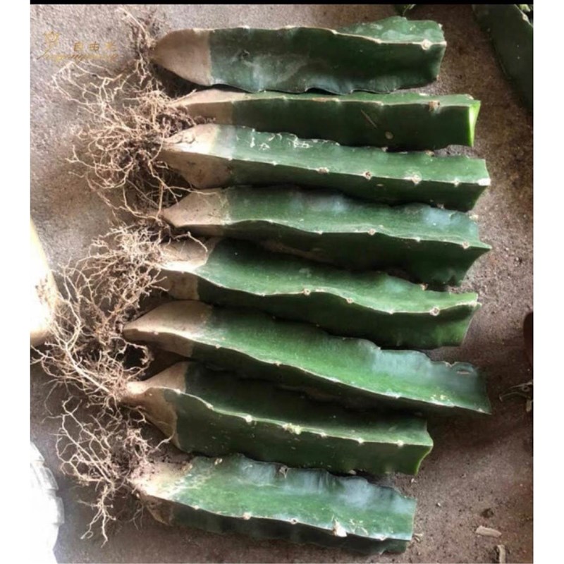 速发三角柱三爪箭多肉快接用仙人掌科蟹棱兰球植物砧木带根长得嫁