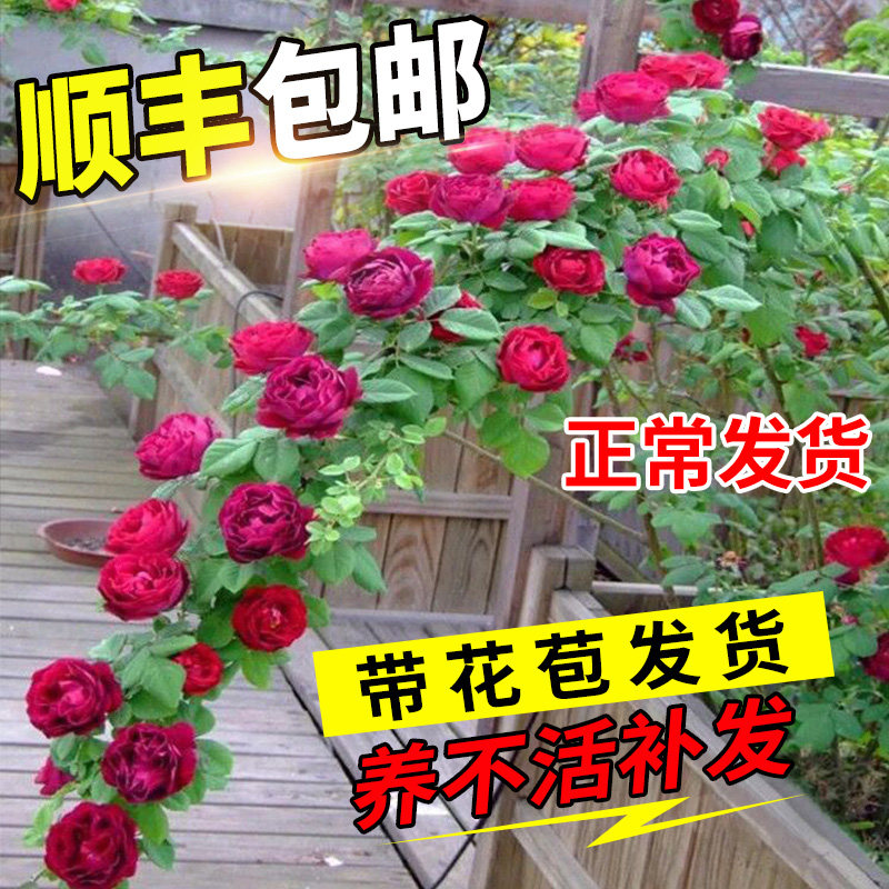 速发蔷薇花苗藤本瑰盆墙微花树庭院爬藤植物花卉季栽台玫月四季开