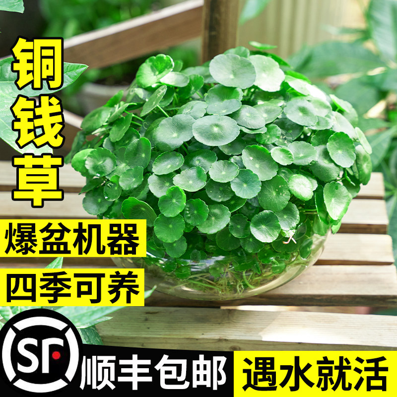 速发铜钱草水四植物室内好养面栽金钱草桌盆花卉办公室水养培季小