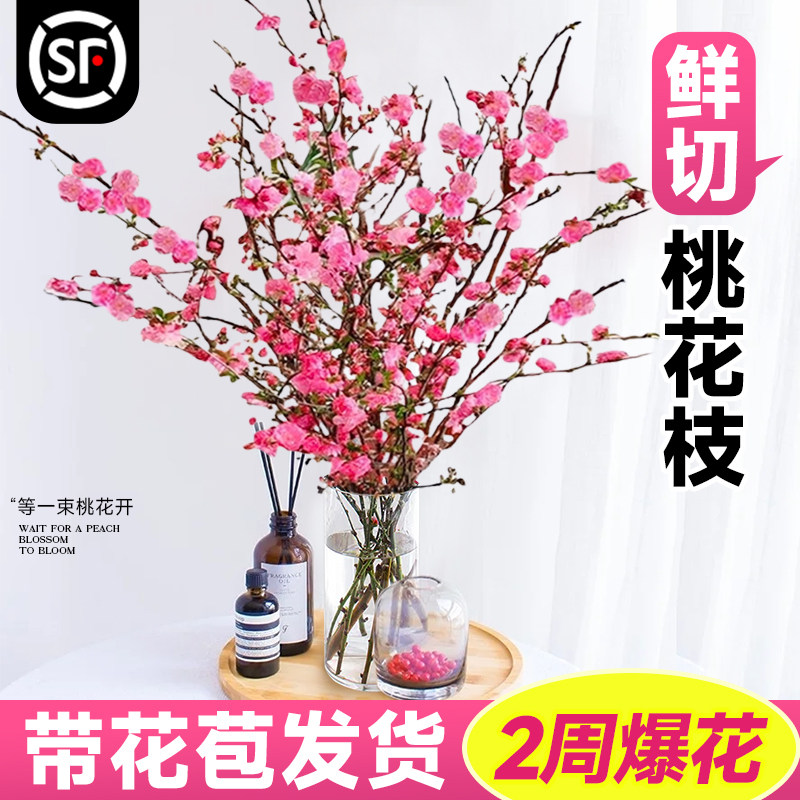 速发桃花枝水梅干枝红李鲜枝支鲜切花珍珠梅水培植物腊培水养花卉