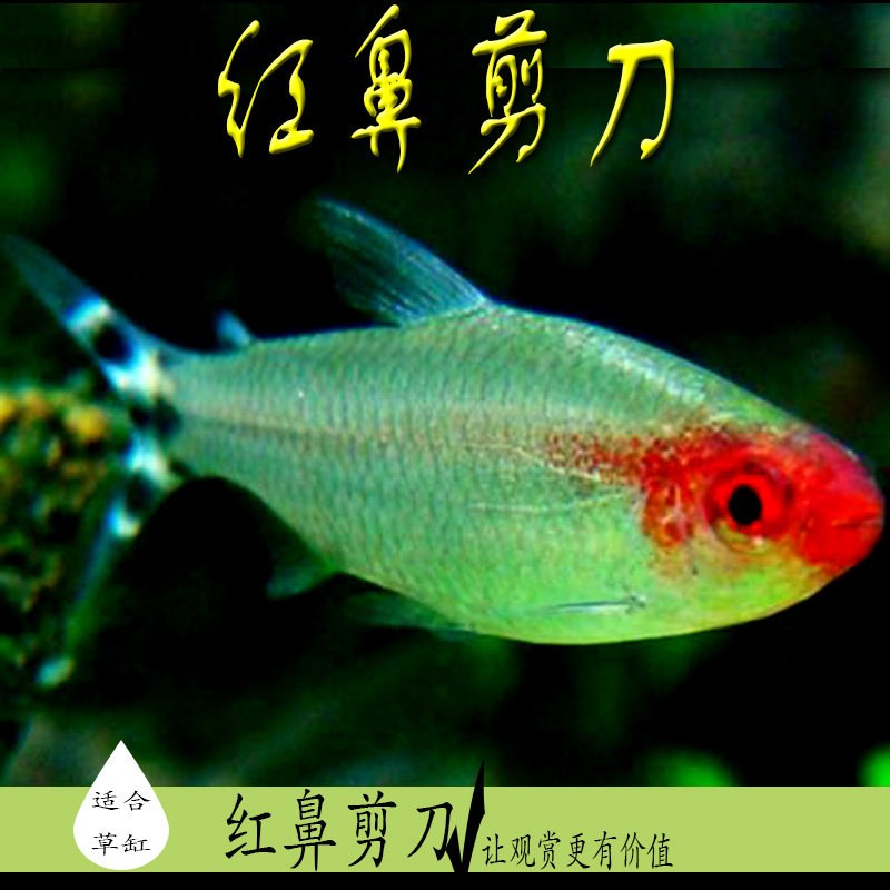 速发红鼻鱼刀灯剪小型热带桃赏鱼长尾樱观灯一眉道人群游鱼草缸鱼
