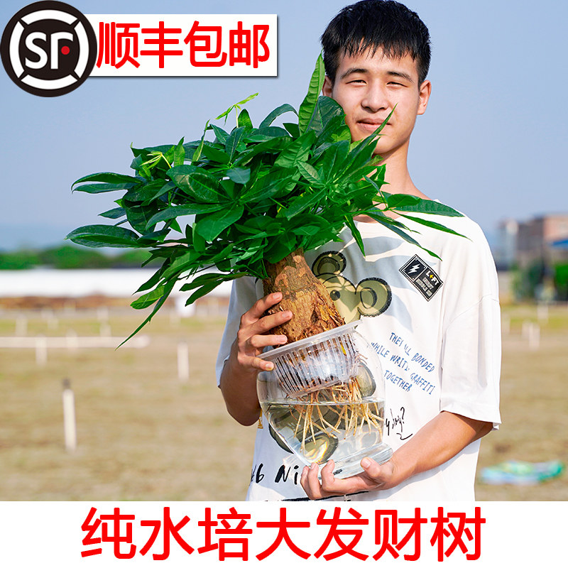 现货速发【纯净无土】水培发财树盆栽植物室内办公室单杆三杆大棵