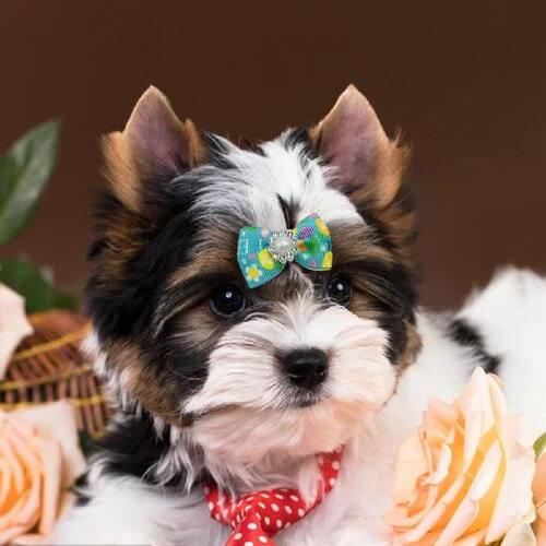 好货5Pcs Pet Hair Bands  Attractive   Dogs Hair Ties Cute Pe