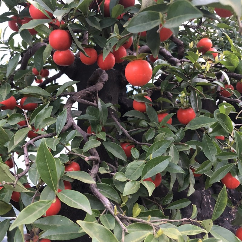 绿植盆栽 荀子 老鸦 籽播龙桔豆 盆景素材 阳台办公室 四季常青