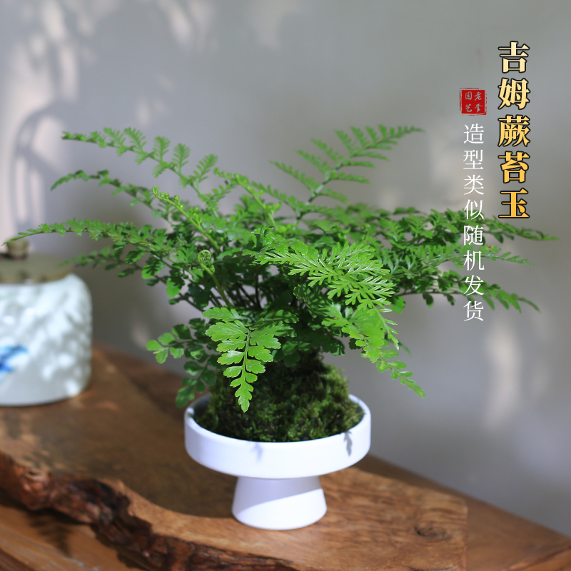 吉姆蕨苔玉球平安蕨类室内净化空气水培植物客厅四季常青桌面绿植
