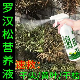 常青迎客松雀叶绿素 花草营养液通用罗汉松营养液促生长防黄叶四季
