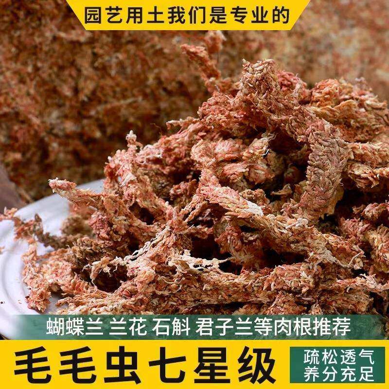 智利进口毛毛虫水苔水草干苔藓蝴蝶兰微景观爬虫用七星红草