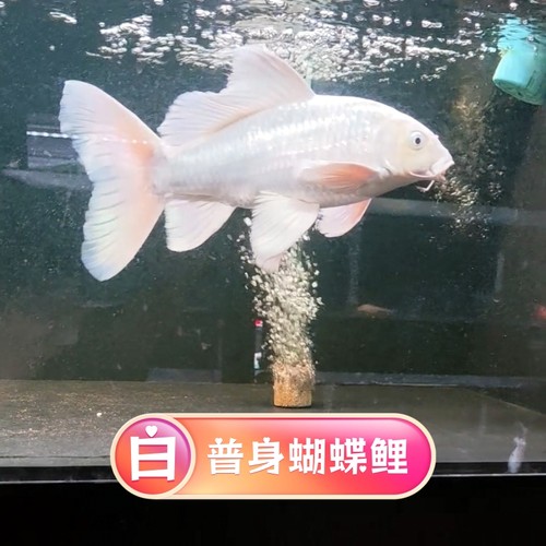 白色蝴蝶鲤观赏鱼好养耐活淡水鱼