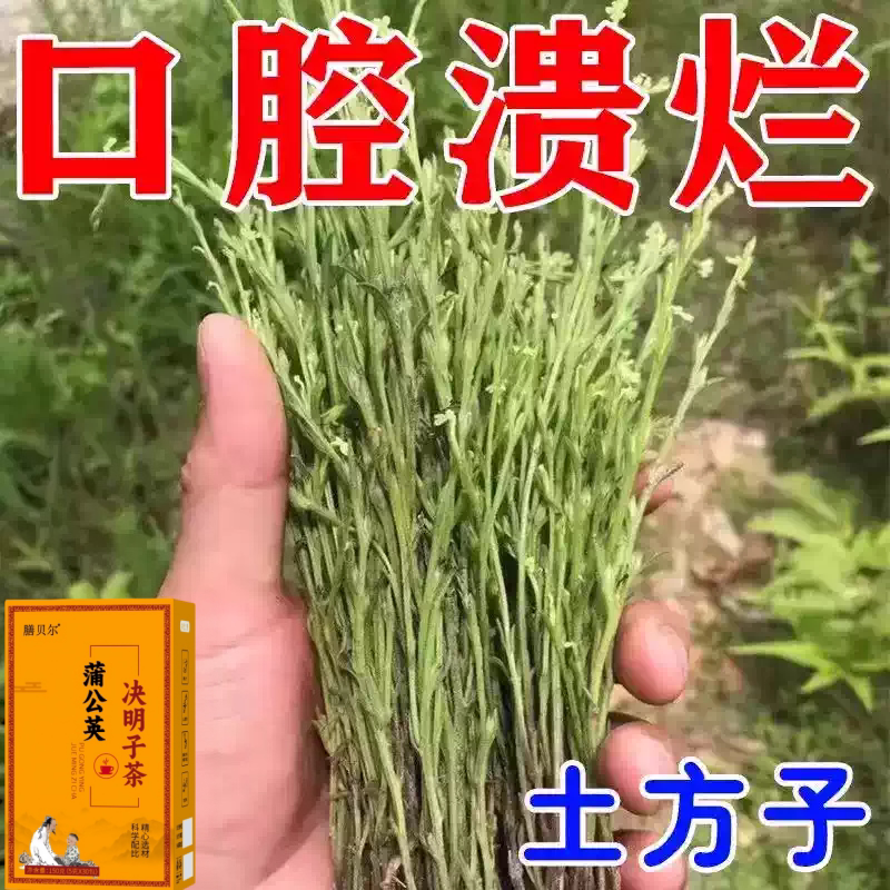 长期火气大口舌生疮上火起泡嘴唇溃烂经常上火蒲公英决明子茶