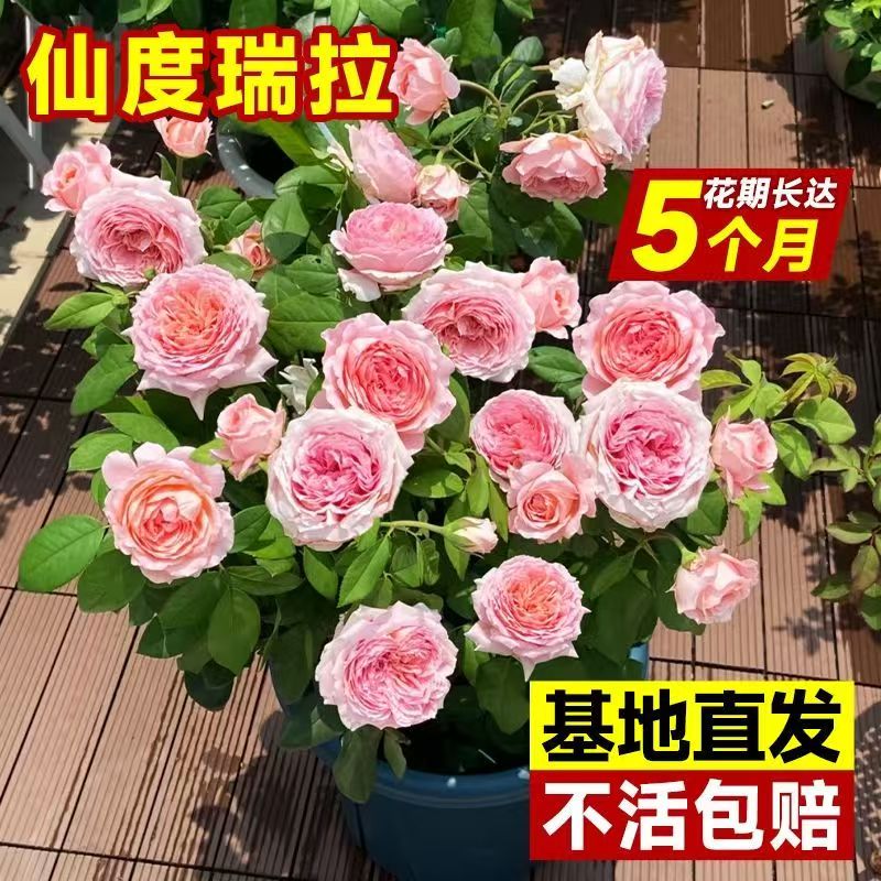 仙度瑞拉月季玫瑰四季开花盆栽家里地栽庭院阳台浓香花卉花园