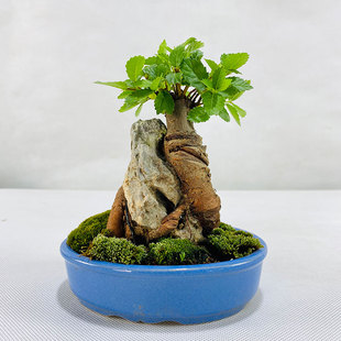 小叶榆树抱石微型盆景花卉u植物室内花榔榆客厅办公室桌面绿植盆