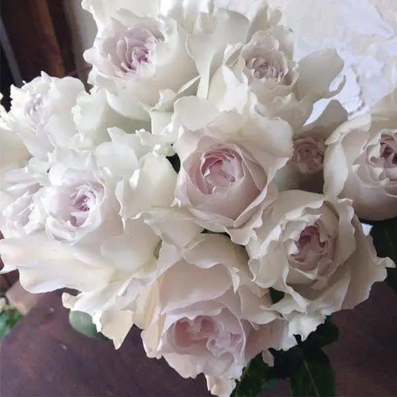 新品莎菲天使玫瑰月季花苗稀有日月河本J纯子白色淡紫灌木浓香切,鲜花速递/花卉仿真/绿植园艺,月季/蔷薇/玫瑰,淘宝优惠券,粉丝福利购,淘宝优惠卷